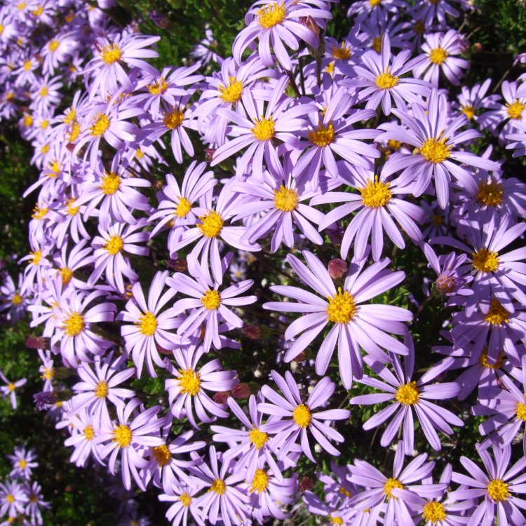 Astra Frikartova (Aster  frikartii) ´MÖNCH´ kont. P9